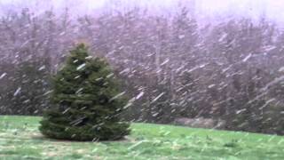 Giant snowflakes fall in the front yard on 27Mar11 [upl. by Orvie]