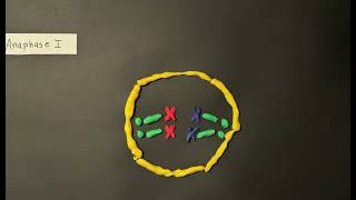 Meiosis Stop Motion [upl. by Yaras]