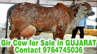 Cow for SaleGir cow sales in gujarat contact number 9764745036 [upl. by Elocin69]