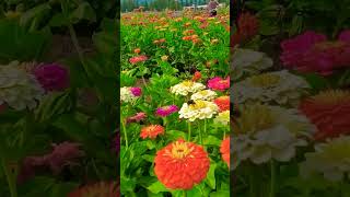 Pumpkin Patch Sauvie Island Garden [upl. by Clovah898]