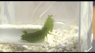 Mantis Shrimp Sparring Duke University Research [upl. by Beebe]