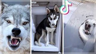 Husky Compilation  Cutest And Funniest Huskies of TikTok [upl. by Lorelei]