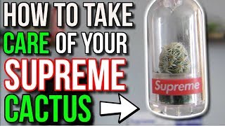 HOW TO TAKE CARE OF YOUR SUPREME CACTUS KEYCHAIN [upl. by Annitsirhc]