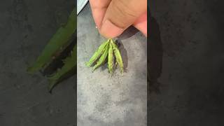 Corchorus olitorius amazing fruit from cutting reels trending viralshorts shorts RMcutting78 [upl. by Mohammed]