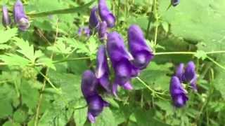 THE deadliest plants in the world Aconitum napellus L Prilbica modrá [upl. by Retseh]