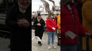 Seagull caught stealing fish Here is the video in slow motion [upl. by Aznaed561]