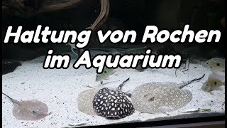 Haltung von Rochen im Aquarium Potamotrygon [upl. by Elder305]