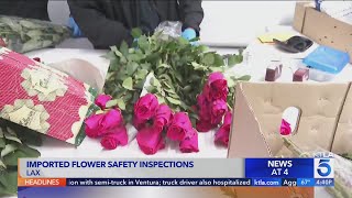 Border Patrol dealing with huge influx of flowers at LAX [upl. by Aloysius268]