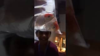 Karate Champion Subscriber Gift Now Redcape Goldfish aquariumchannel happyindependenceday fish [upl. by Hsizan]