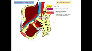 Nervio Obturador [upl. by Htedirem]