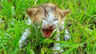 Homeless newborn kitten crying out loud for Mother cat [upl. by Yancey359]