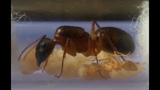 How long does it take to rear an ant colony starting from the queen a timeline Camponotus irritans [upl. by Tranquada41]