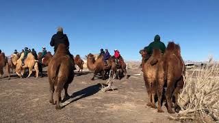 Mongolias Gobi Desert— a tribute to the Bactrian Camel amp Mongols [upl. by Lladnew393]