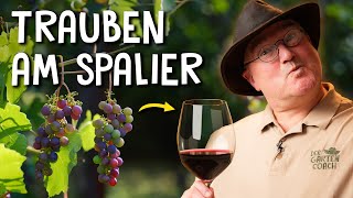 Trauben im eigenen Garten pflanzen 🍇  Anbau Schnitt amp Krankheiten von Tafeltrauben [upl. by Westlund]