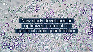 Development of an optimized protocol for bacterial strain quantification in human fecal samples [upl. by Enilegnave]