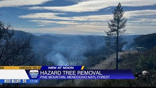 Hazard tree removal in Mendocino [upl. by Atoel]