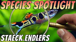 Staeck Endler Poecilia wingei  Endlers Livebearers Rare Hamburg Endlers  Profile amp Care Guide [upl. by Naga]