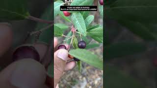 Native Shrub California Coffeeberry californianativeplants [upl. by Ahpla]