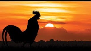 Rooster crowing sound effect [upl. by Bandur]