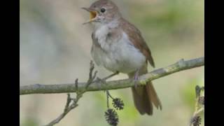 NIGHTINGALE SONG4 hours REALTIME Beautiful Nightingale SingingBirdsongNature soundspart 2 [upl. by Greiner]