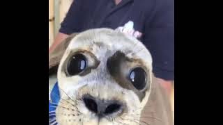 Seal video archive museum another cute baby seal pup from skegness natureland sanctuary 👌🦭rescued [upl. by Assirral]