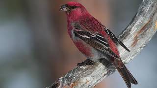 Pine Grosbeak Bird Sound Bird Song Bird Call Bird Calling Chirps Lissen Birds Vocalization Songs [upl. by Doowron]