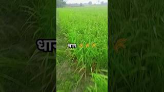 agricultural gardning gardenflowers आम farming ‎Pkfarmingtips totalgaming freefiermax [upl. by Eilyr]