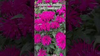 Monarda ‘Leading Lady Razzberry’ monarda beebalm flowers perennial nature garden plants [upl. by Dde]