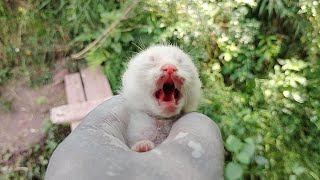 Newborn Cute Baby kitten meowing loudly For Mother Cat [upl. by Leuams683]