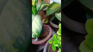 Dieffenbachia plant seeds 😀 viral short 🙏 [upl. by Reseda276]