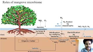 Mangrove and estuarine microbiome [upl. by Llerdnad886]