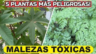 Las 5 MALEZAS Más PELIGROSAS Que Crecen En Tu JARDÍN o Macetas  Plantas Tóxicas [upl. by Atelra]