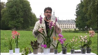 TOUS LES BONS CONSEILS PRATIQUES D’UN PASSIONNÉ POUR RÉUSSIR LES ORCHIDÉES Saga Chantilly N°15 [upl. by Yeaton]