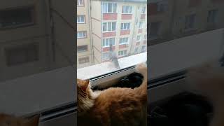 birds for cats to watch birds cats catshorts animals funnycats cat catsofyoutube [upl. by Ynnelg214]