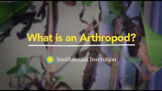 What is an Arthropod [upl. by Noirad]