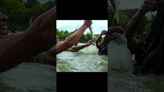 Awesome Traditional Fishing shorts viral shortsvideo fishingshorts funny youtubeshorts [upl. by Annoved]