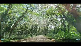 Acacia tunnel Southern Palawanhaggang sa dulo ng mundo background musicnot mine [upl. by Tilney]