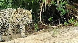 JAGUAR BRAZIL PANTANAL TOUR [upl. by Kcirddehs633]