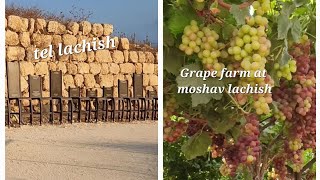 Tel lachish the 2nd greatest city in the old times and the grape farm at moshav lachish [upl. by Wendie]