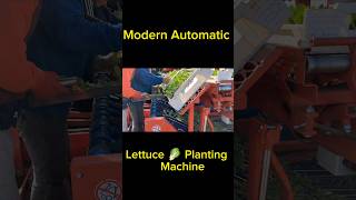 Automatic Lettuce 🥬 Transplater shorts agriculture farming tractor satisfying technology fyp [upl. by Eilojne]