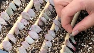 How to Propagate Echeveria succulents from Leaves  Incl Rare Crested form of Ling Snow Ariel 凌雪 [upl. by Lopes]