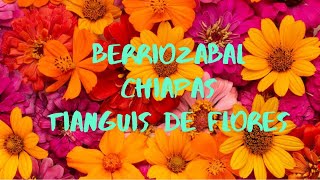 BERRIOZABAL CHIAPAS LAS FLORES MAS BELLAS EN UN TIANGUIS [upl. by Sanfred196]