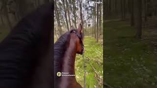 Horse edit horse equestrian horseedits edit riding horseriding [upl. by Adlei]