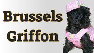 🐾 Brussels Griffon A Comprehensive Guide to the Adorable Breed [upl. by Abraham]