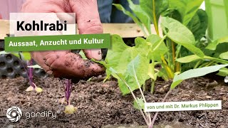 Gemüse selbst anbauen  Kohlrabi aussäen und Jungpflanzen in ein Hochbeet auspflanzen [upl. by Chancey701]