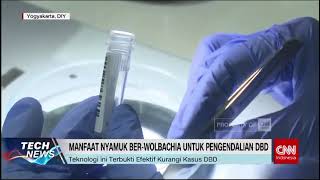 Lindungi Keluarga dari DBD dengan Teknologi Wolbachia [upl. by Borg488]