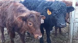 BEHIND THE SCENES BABY COW STUCK compassioninjury calf cattle break [upl. by Wyler353]