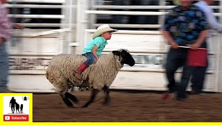 Mutton Bustin 🦙 2021 Saints Roost Ranch Rodeo  Saturday [upl. by Ihp]