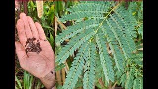 La leucaena recurso forrajero [upl. by Notaek31]