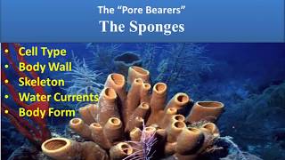 Phylum PoriferaThe Sponges [upl. by Ariaec]